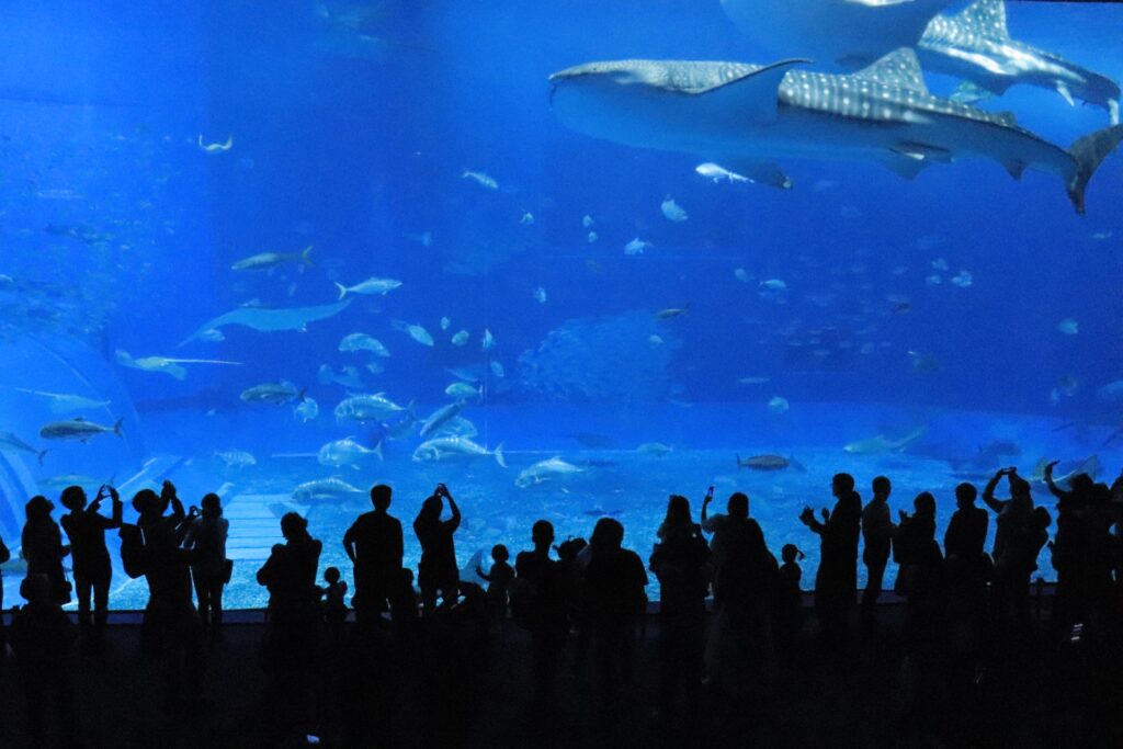 水族館で観察している人々